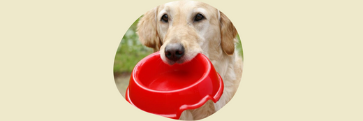 Plastic dog bowls bad hotsell