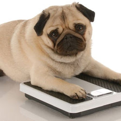 How to tell if your dog or cat is overweight or underweight.