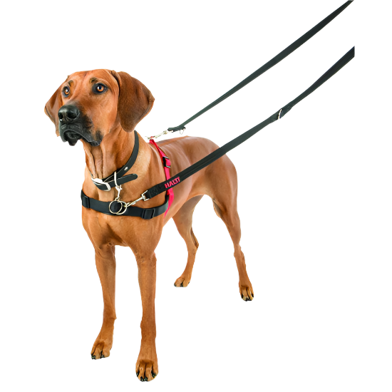 Dog wearing a harness and leash on a white background
