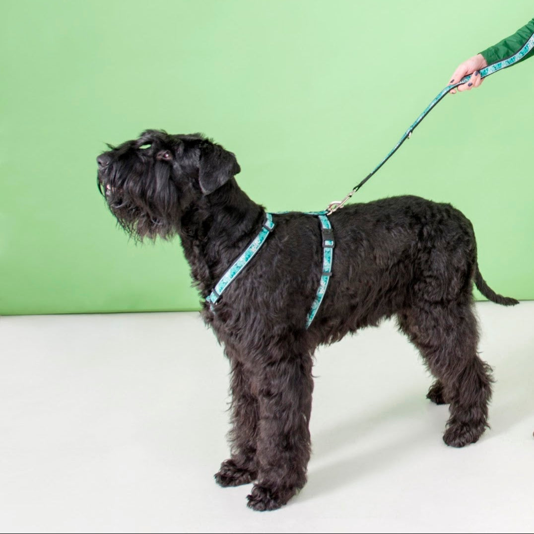 Rogz Collar - Mint Dog Accessories