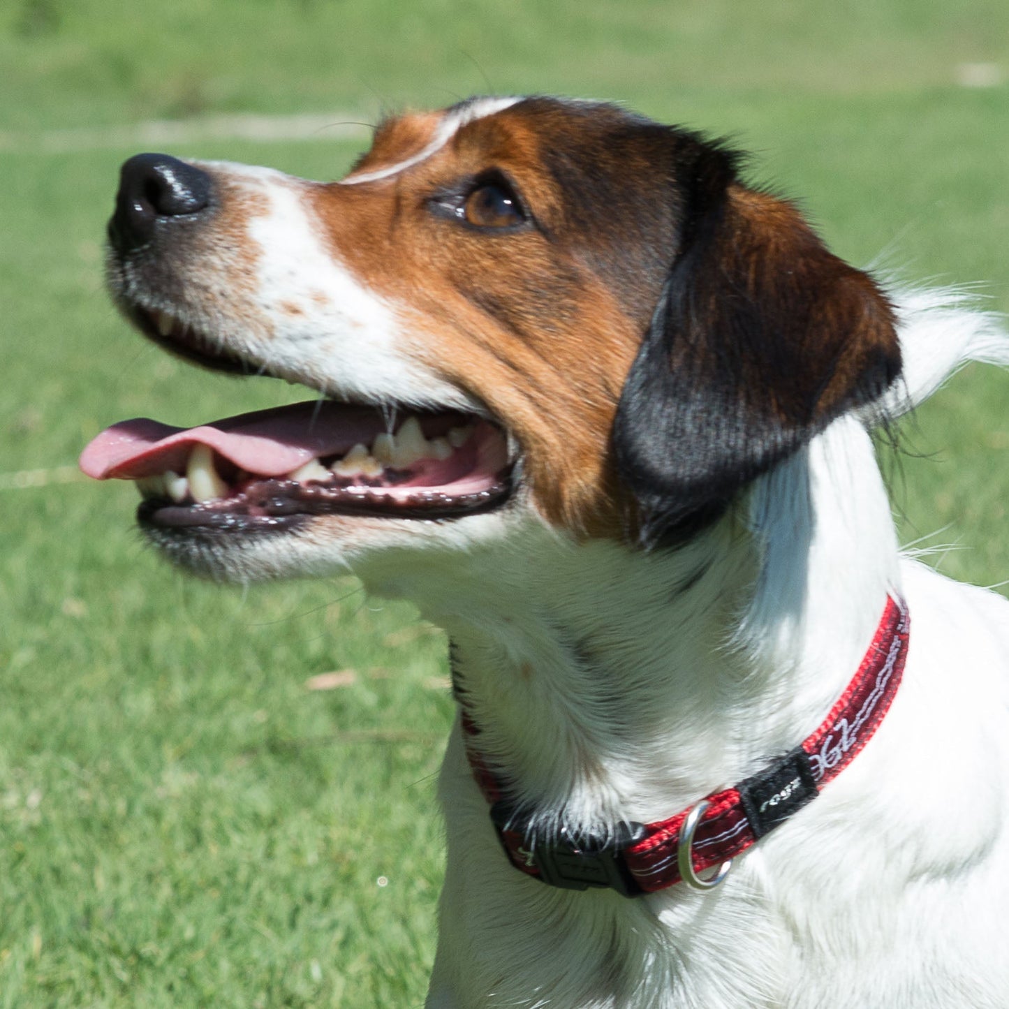 Rogz Collar - Red Bone Accessories