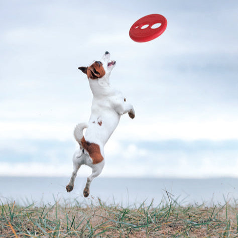 Rogz Flying Frisbee