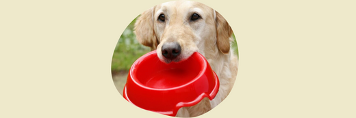 The Dangers of Plastic Bowls for Dogs and Cats Natural Born Pets