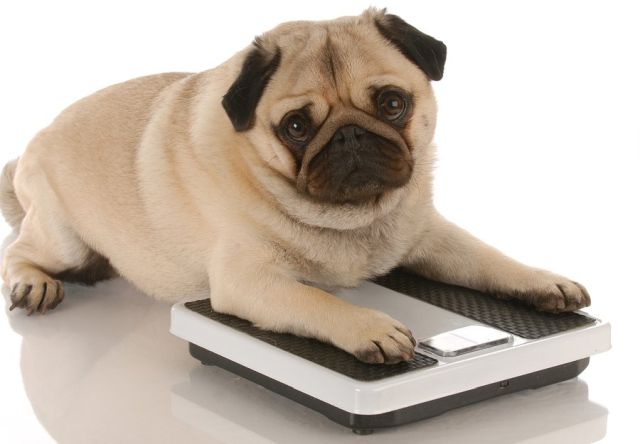 How to tell if your dog or cat is overweight or underweight.