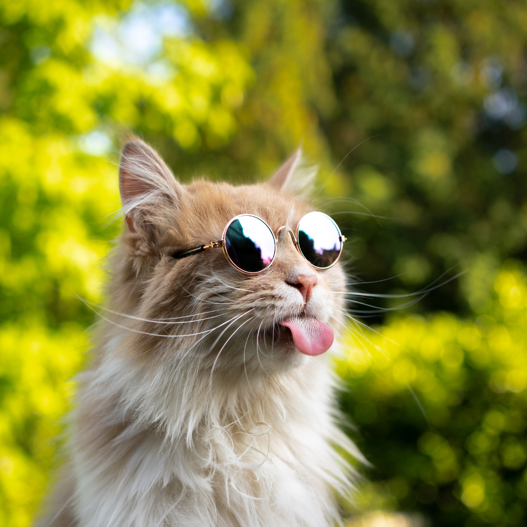 Cool Cat
