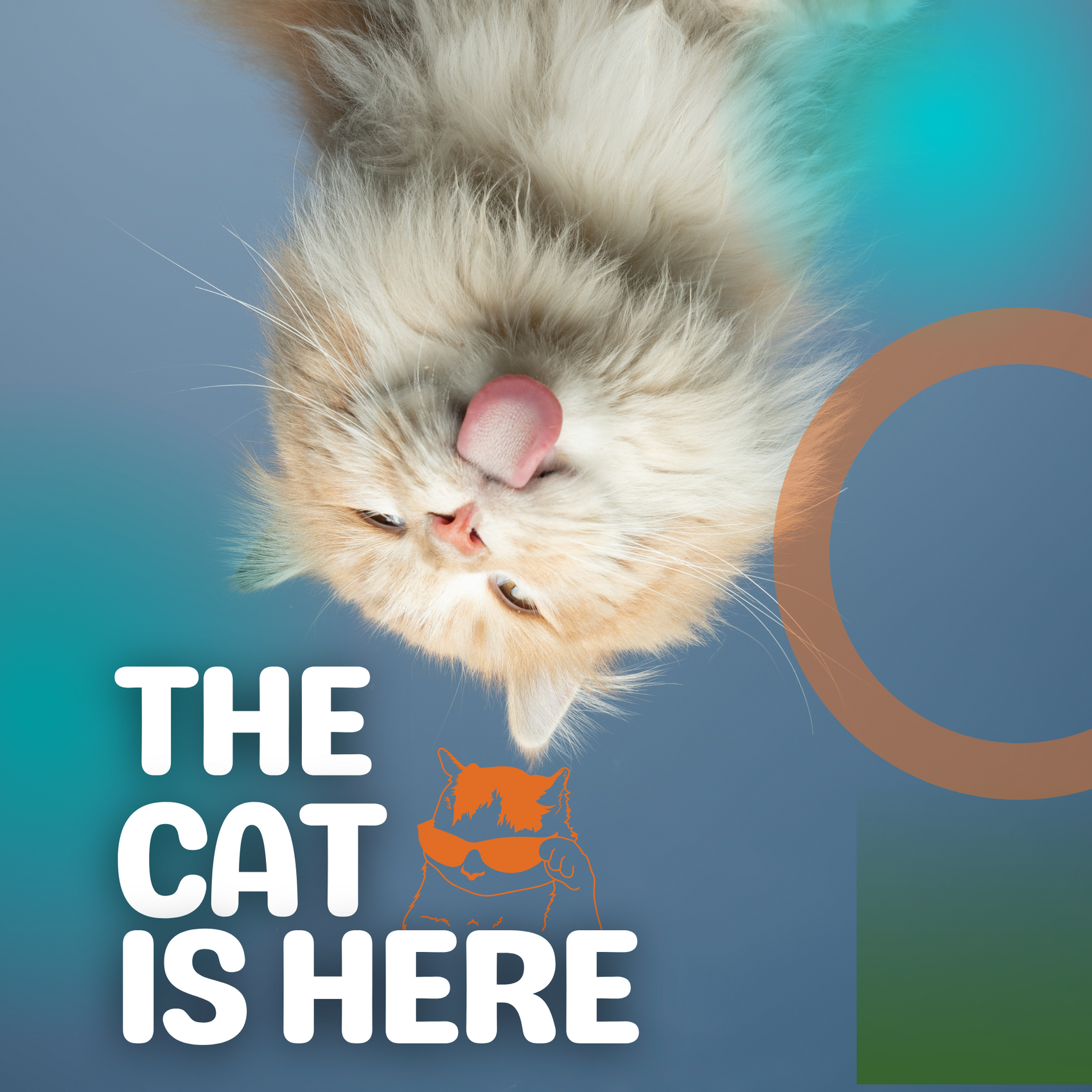 The Cat is Here