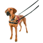 Dog wearing a harness and leash on a white background