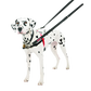 Dalmatian dog wearing a harness and leash on a white background