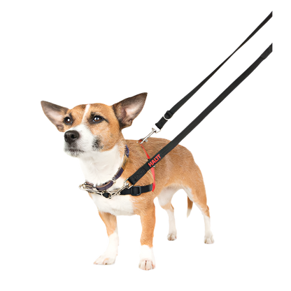 Dog wearing a harness and leash on a white background