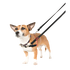 Dog wearing a harness and leash on a white background