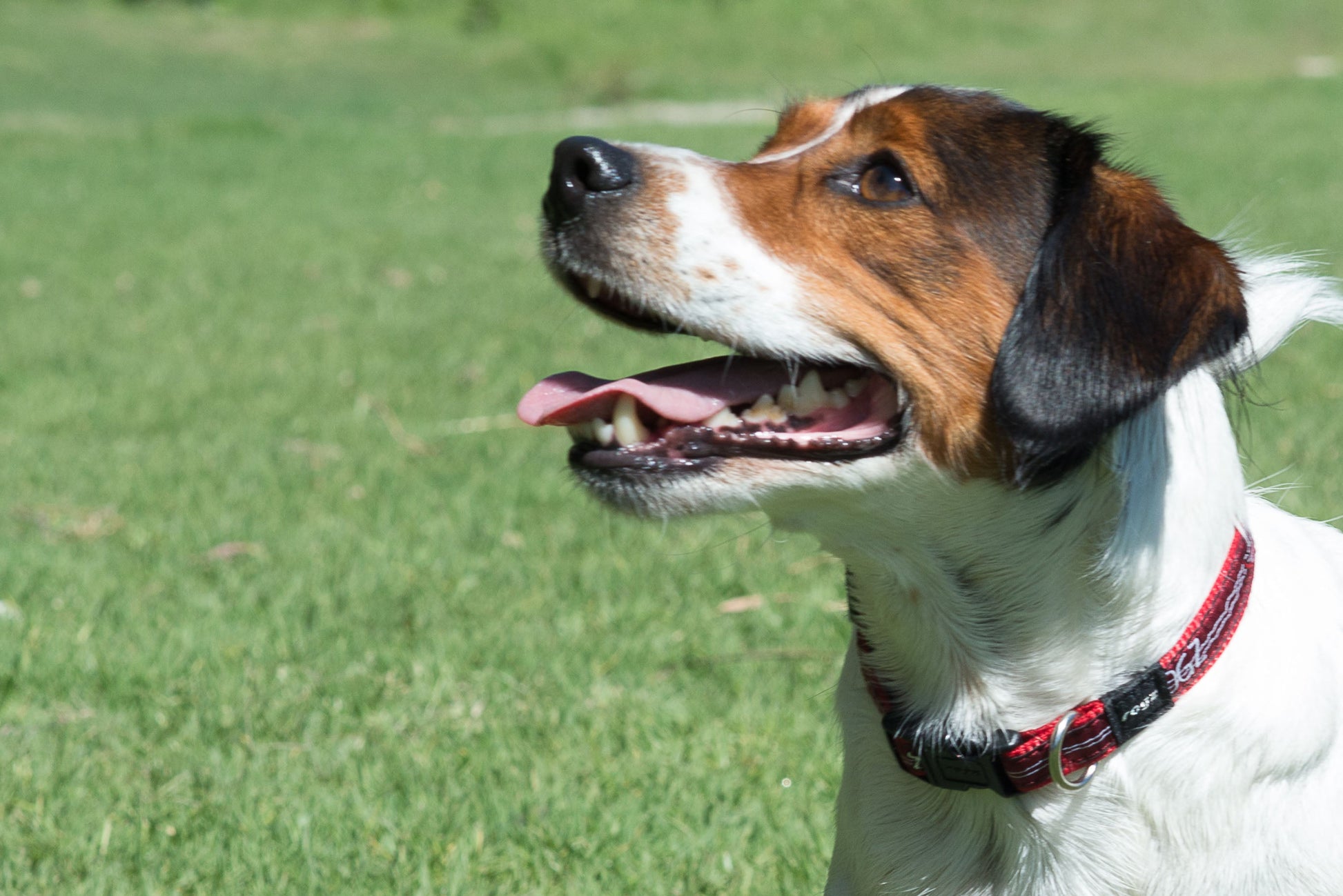 Rogz Collar - Red Bone Accessories