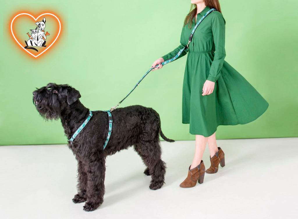 Rogz Collar - Mint Dog Accessories