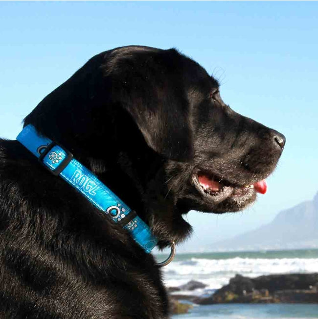 Rogz Collar - Turquoise Paw Accessories