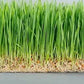 Grow Kit - Petgrass